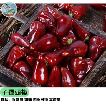 🌶️【辣度破表】子彈頭辣椒種子 子彈椒/指天椒 超辣料理必備 結果量多 陽台盆栽可種 觀果食用兩用 做辣椒醬新鮮首選
