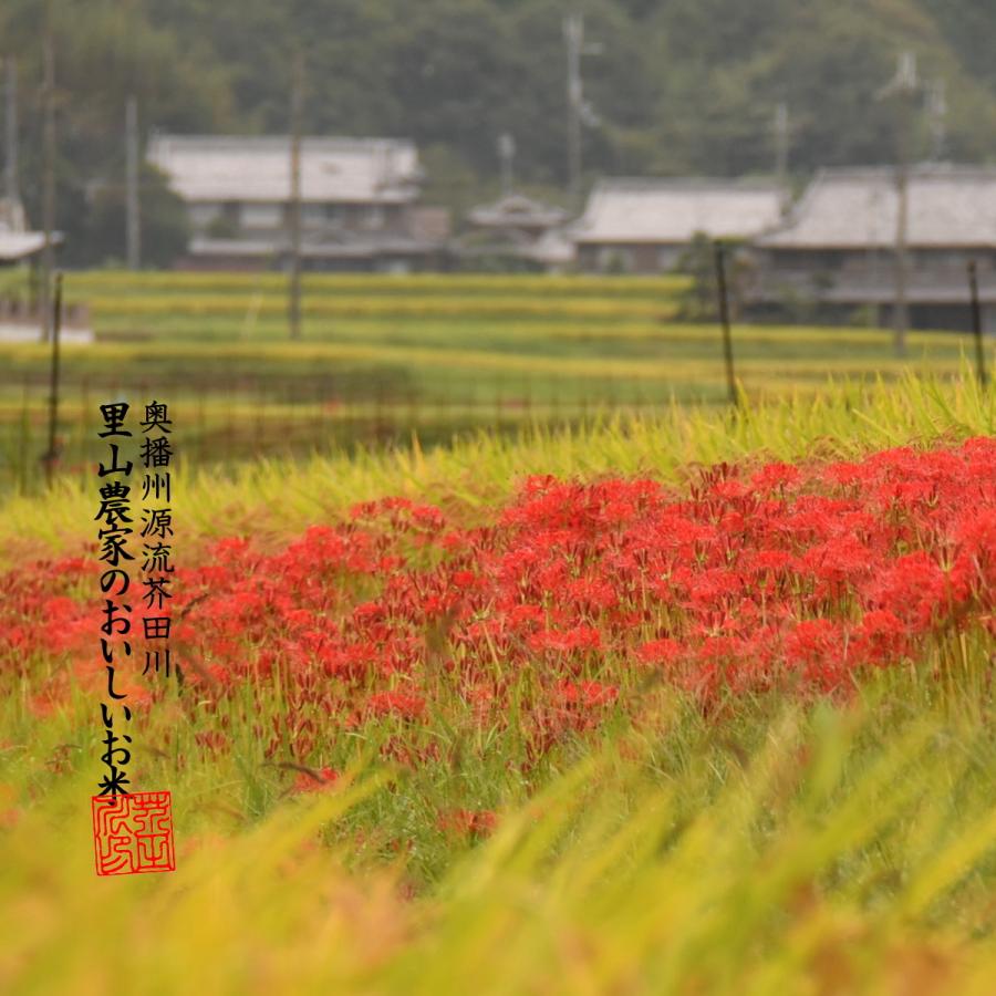 新米 お米 30kg 送料無料 玄米にてお届け 清流ひのひかり芥田川 令和5年産 生産農家 産地直送便 玄米食 石抜き済み お米ギフト 贈答