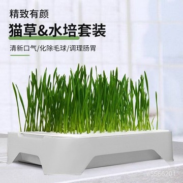 ☀️台灣現貨☀️水培貓草卽食盆栽 貓草水培盆栽盒 無土水培盒 貓草盆栽 種毛草 貓草盒 貓咪化毛 貓草盒 高品質獨立包裝