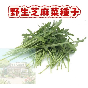 💥台灣發貨（野生芝麻菜種子）當季新籽 發芽率高   口感鮮嫩  營養豐富 香味濃郁 新手易種易活  生長速度快