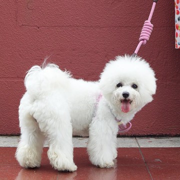 狗狗牽引繩/狗繩/狗鍊 胸背帶背心式狗鍊子小型犬泰迪柯基遛狗可調節狗繩子【CM15763】