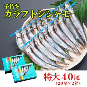 ふるさと納税 ししゃも 子持ち カラフトシシャモ 特大 40尾（20尾×2箱） 子持ちシシャモ カラフトししゃも 大洗_AV001 茨城県大洗町