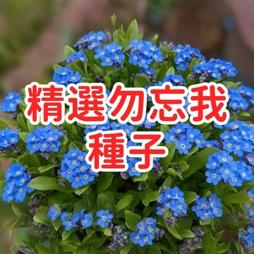 【精選勿忘我種子】台灣現貨 浪漫藍紫色小花 永恆真愛花語 易種植 陽台盆栽 庭院造景 送禮自用兩相宜 開花植物 花卉種子