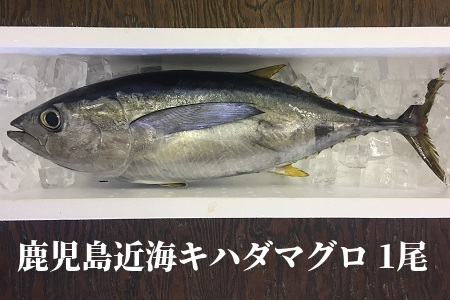 008-57 鹿児島近海キハダマグロ1尾