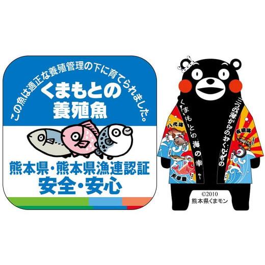 ふるさと納税 熊本県 上天草市 熊本天草の車海老 600g 車えび