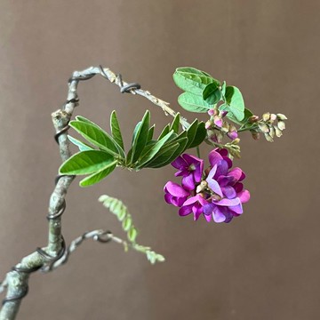 珍稀小葉魚藤∣中品展覽級盆景 開花中