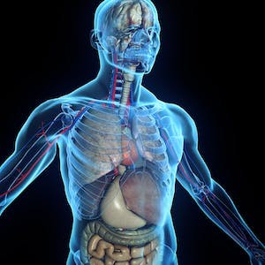 Human Anatomy and Medical Terminology Fundamentals