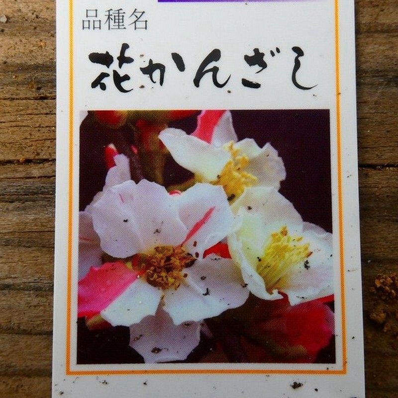 花終わり ボケ 苗 日月星 木瓜 4号ポット 白赤絞咲分け 春の花木 植木 盆栽 0521 通販 Lineポイント最大0 5 Get Lineショッピング