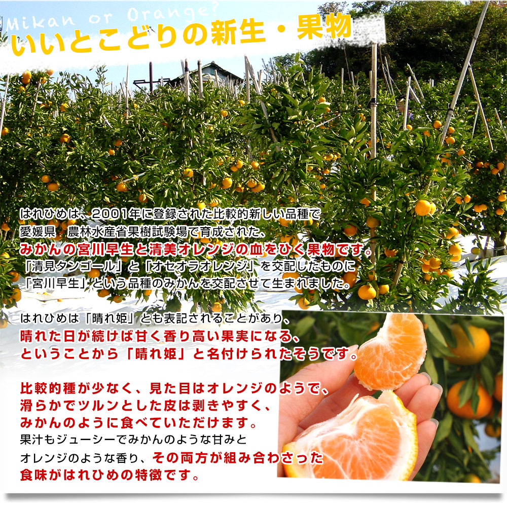 愛媛県より産地直送 JAえひめ中央 はれひめ LからMサイズ 約5キロ(35玉から50玉前後)　送料無料 オレンジ　柑橘類　みかん