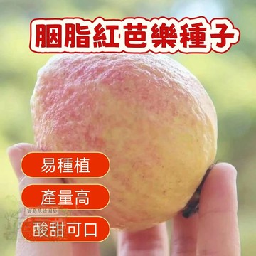 🌷胭脂紅芭樂種子 紅心芭樂西瓜芭樂土芭樂珍珠芭樂番石榴種子芭樂樹種子多年生特色水果種子