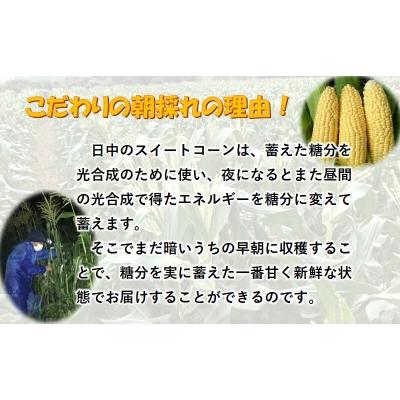 ふるさと納税 西都市 朝採れ!村田さんちのドルチェドリーム8kg前後西都市産スイートコーン[1777]