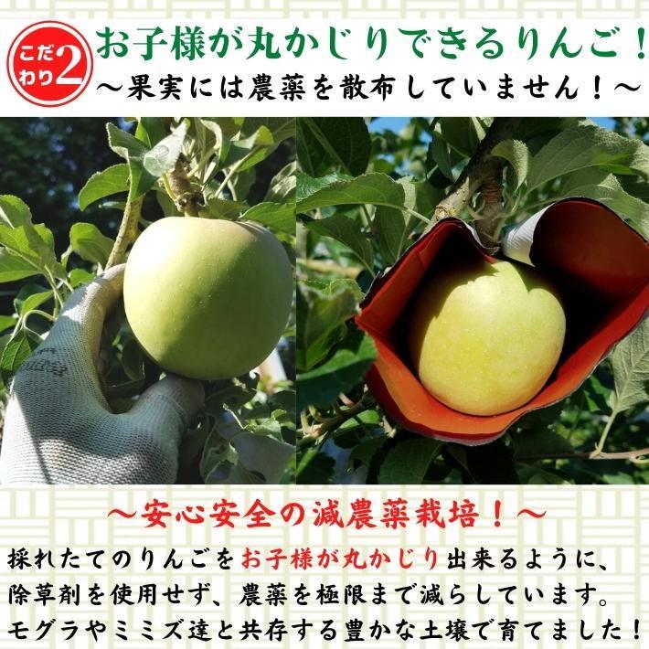 2024年度予約 高知県産 りんご ふじ  減農薬  有機肥料 8玉入 土本観光農園 ギフト 産地直送