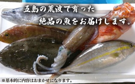 贅沢鮮魚セット約3kg 鮮魚 刺身 魚介類 詰め合わせ 五島市 五島FF [PBJ006]