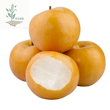 青禾園藝（4款梨樹水果種子） 雪梨種子酥梨樹種子香梨鴨梨水果種子#台灣自留種pear