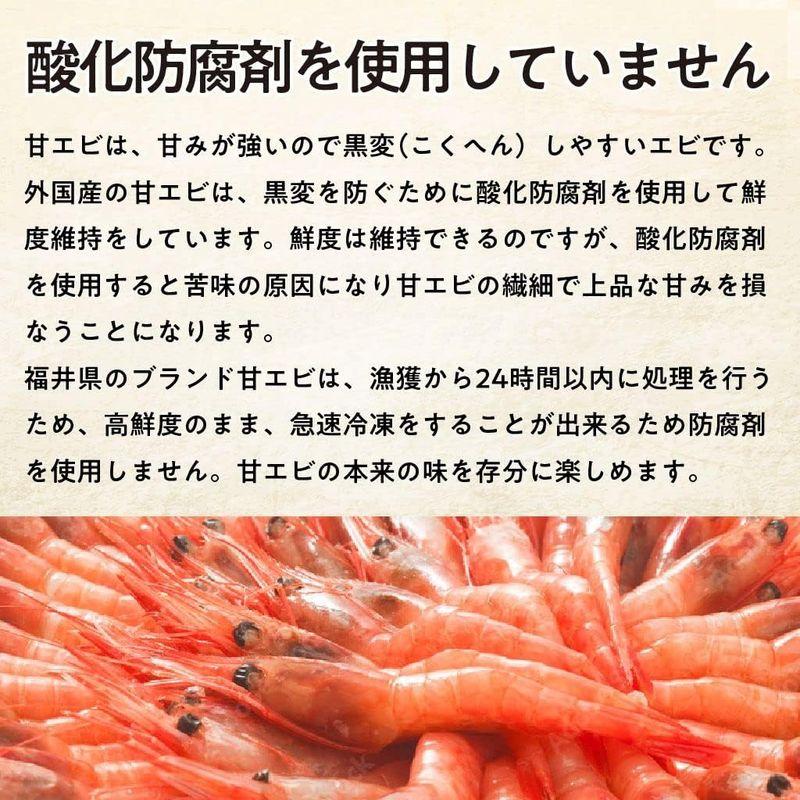 甘エビ 500g 約50尾 福井県産 国産 産地直送 子無し 天然 甘くて美味しい あまえび アマエビ お刺身 お寿司