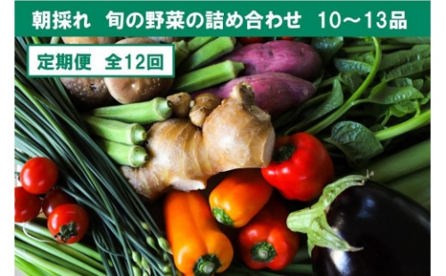 旬の朝採れ土佐野菜詰め合わせ(10～13品目)