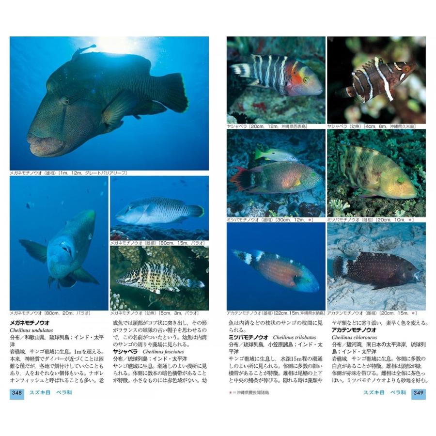 日本の海水魚 写真検索