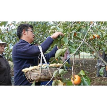 ふるさと納税 笛吹市産 甲州百目 あんぽ柿 12個 柿 和菓子 ※沖縄県・離島への発送不可となります ※常温配送 山梨県笛吹市