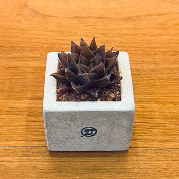 【野草不野-限時販售】樓蘭 / 中方盆