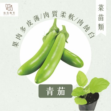 【拈花微笑】青茄｜3吋｜菜苗｜料理｜食用蔬菜｜調味料｜烹飪｜有機｜蔬果