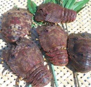 幻の天然ゾウリエビ１kg（サイズおまかせ）※着日指定不可※タビエビ 甲殻類 海老 地元ですら流通しない希少セミエビ科