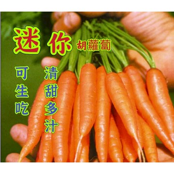 現貨 迷你胡蘿蔔種子(500粒） 水果蘿蔔種子可生吃四季陽台庭院盆栽種植 超甜兒童水果種子 手指蘿蔔種子 高產蔬菜種子