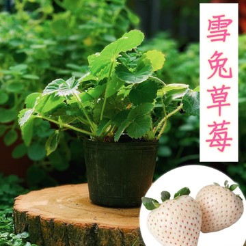雪兔草莓【大里種苗】3吋│果色粉嫩白裡透紅│香氣清甜│酸甜柔和│果肉細緻軟Q│外型夢幻│好栽培易結果