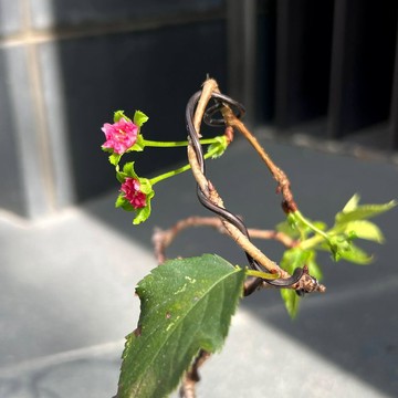 日本優雅梅雪櫻∣櫻花小品盆栽 有花苞