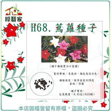 H68.蔦蘿種子0.45克(約25顆)(新娘)//蔓性攀緣，易栽培，顏色為混合色。花卉 花類種子【綠藝家】