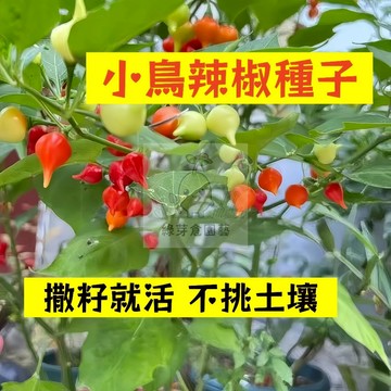 🌱早熟高產 🌶️小鳥辣椒種子LJ-12 口感清脆 香辣可口 分枝強壯 生長勢快 抗病性強 易種植田栽庭院盆栽蔬菜種子