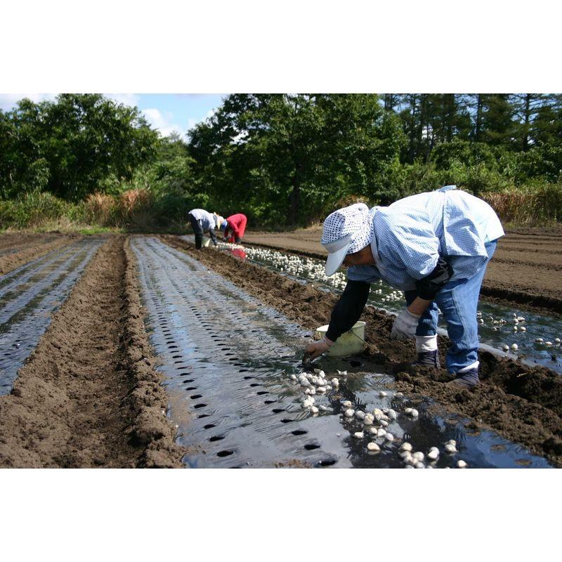 青森 田子町 岡崎商店 純黒にんにく１２球入