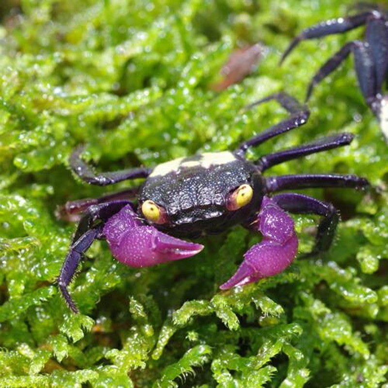 エビ カニ バンパイア ３匹 九州 クラブ 北海道 沖縄航空便要保温