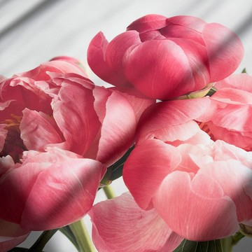 【微瑕特惠】【福利品】嫣紅牡丹 - 花卉掛畫/臥室掛畫/居家佈置