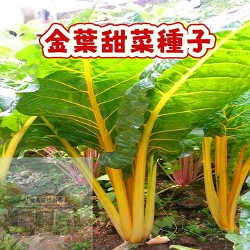 💥台灣發貨（金葉甜菜種子）甜菜根  今年新籽 發芽率高 生長勢快  新手易種 早熟品種 四季庭院盆栽 #蔬菜種子
