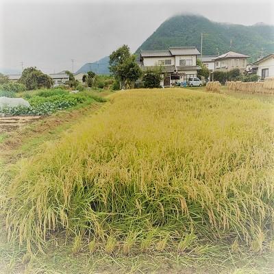 ふるさと納税 千曲市 長野県千曲市産　おいしいお米　3Kg(精米)