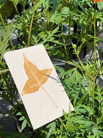 香港植物印染純棉水彩紙楓葉樹葉手工明信片