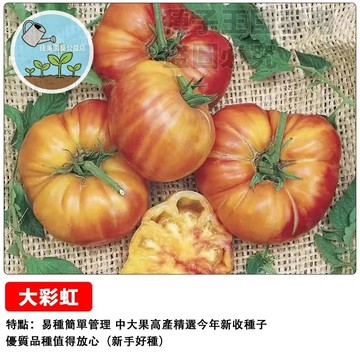 大彩虹番茄種子 七彩番茄 水果番茄 迷你番茄 盆栽可種 多色混收 高甜度 家庭菜園 陽台種植 觀賞食用 有機栽培 禮物盆