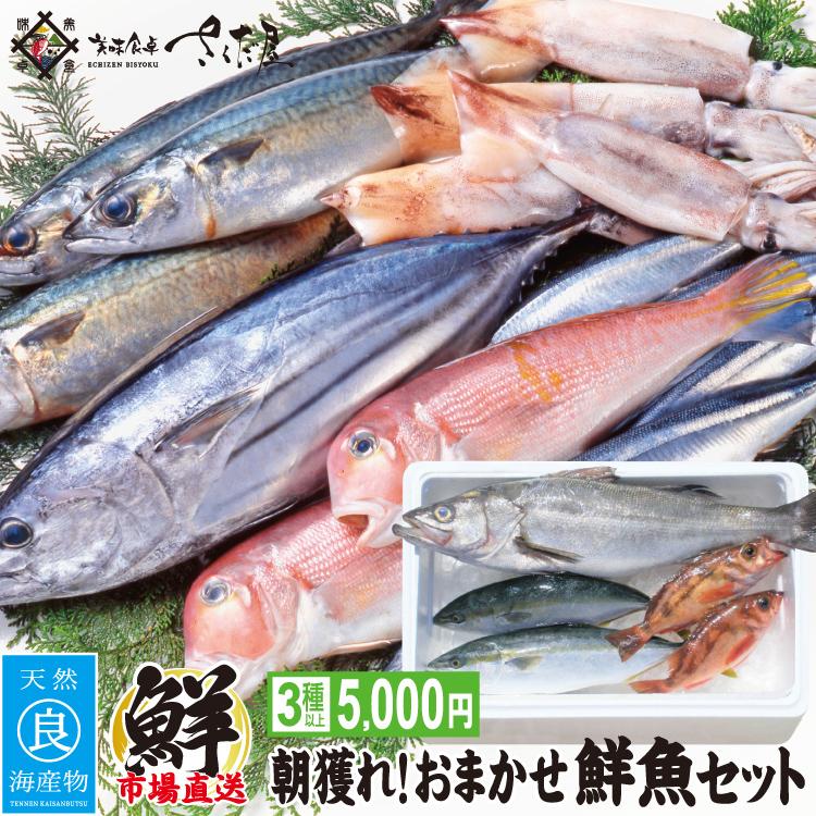 お歳暮 鮮魚ボックス 朝獲れおまかせ鮮魚セット5000円コース (３種以上) 詰め合わせ　ウロコ・内臓・エラ処理済み