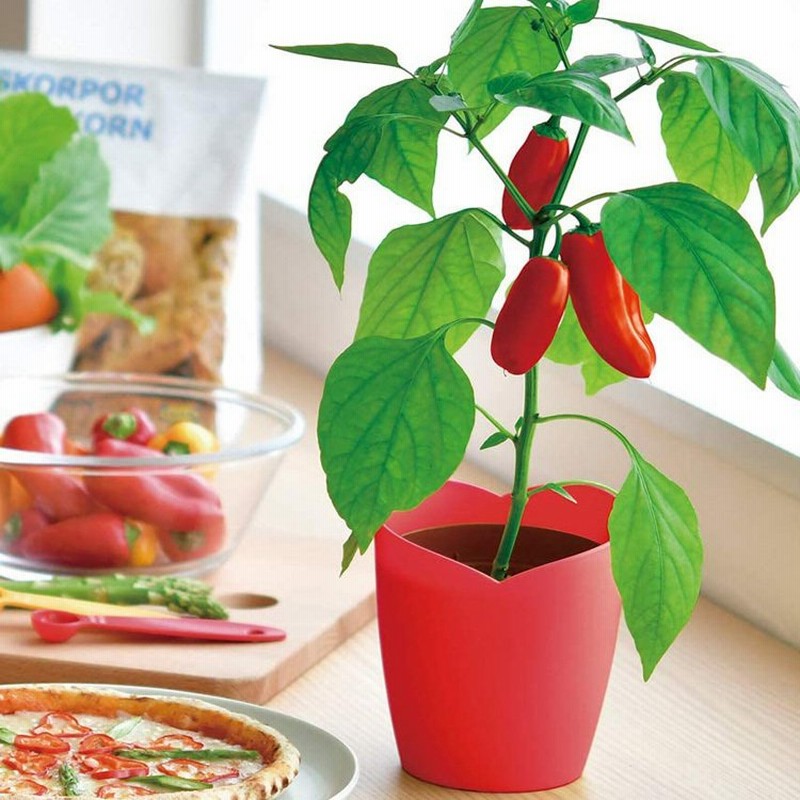 ガーデニング 栽培キット 室内 食育 育てる 家庭菜園 パプリカ野菜 サラダ インテリア ミニパプリカ栽培セット ラッピング対応 通販 Lineポイント最大0 5 Get Lineショッピング