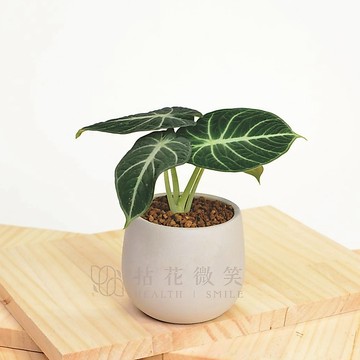 【拈花微笑】黑絲絨觀音蓮│3.5吋│窗邊植物│新手植物│淨化空氣│招財植物│觀葉植物│質感盆栽