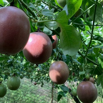 【採果人】大坪頂藍星百香果特A級 3KG | 埔里紫寶石
