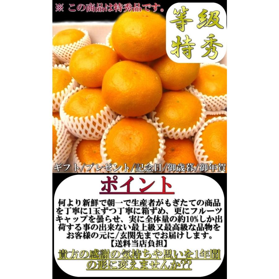 産地直送 浜の夢 温州みかん 約3kg M〜Lサイズ 特秀品 愛媛県産 贈答品 愛媛の大産地、八幡浜から直送！最高ランクの厳選ギフト蜜柑