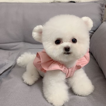 寵物衣服韓版小仙女氣質飛袖韓系短款裙子狗狗貓咪衣服春款小禮服