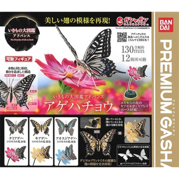 全套3款 日本正版 生物大圖鑑 進擊 鳳蝶 扭蛋 轉蛋 蝴蝶 燕尾蝶 動物模型 BANDAI 萬代 - 962370