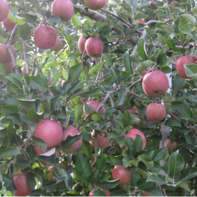 ふるさと納税 青森市  青森県産りんご「葉とらずサンふじ」約5kg