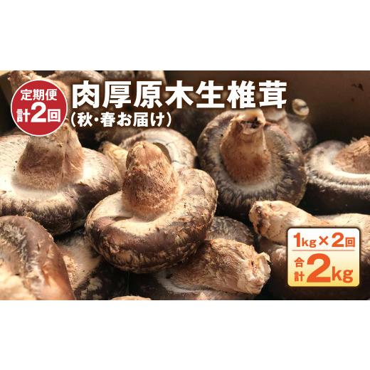 ふるさと納税 熊本県 菊池市 肉厚原木生 椎茸 1kg (秋・春お届け) 計2kg しいたけ