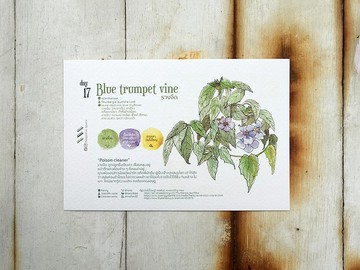 在地花卉明信片 - 第17天 淨化毒素