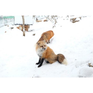 限量優惠.東北旅遊-青森仙台雙點|奧入瀨溪.中尊寺.銀山溫泉街.日本三大景~松島.藏王狐狸村五日_SJP26AS504