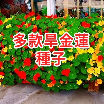 【多款旱金蓮種子】可食用花卉 爬藤植物 驅蟲植物 蜜源植物 盆栽吊盆 陽台庭院 易種植 新手友善 四季開花 豐富花色