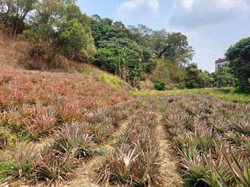 大樹龍目社區6分休閒農地｜高雄市大樹區龍目段